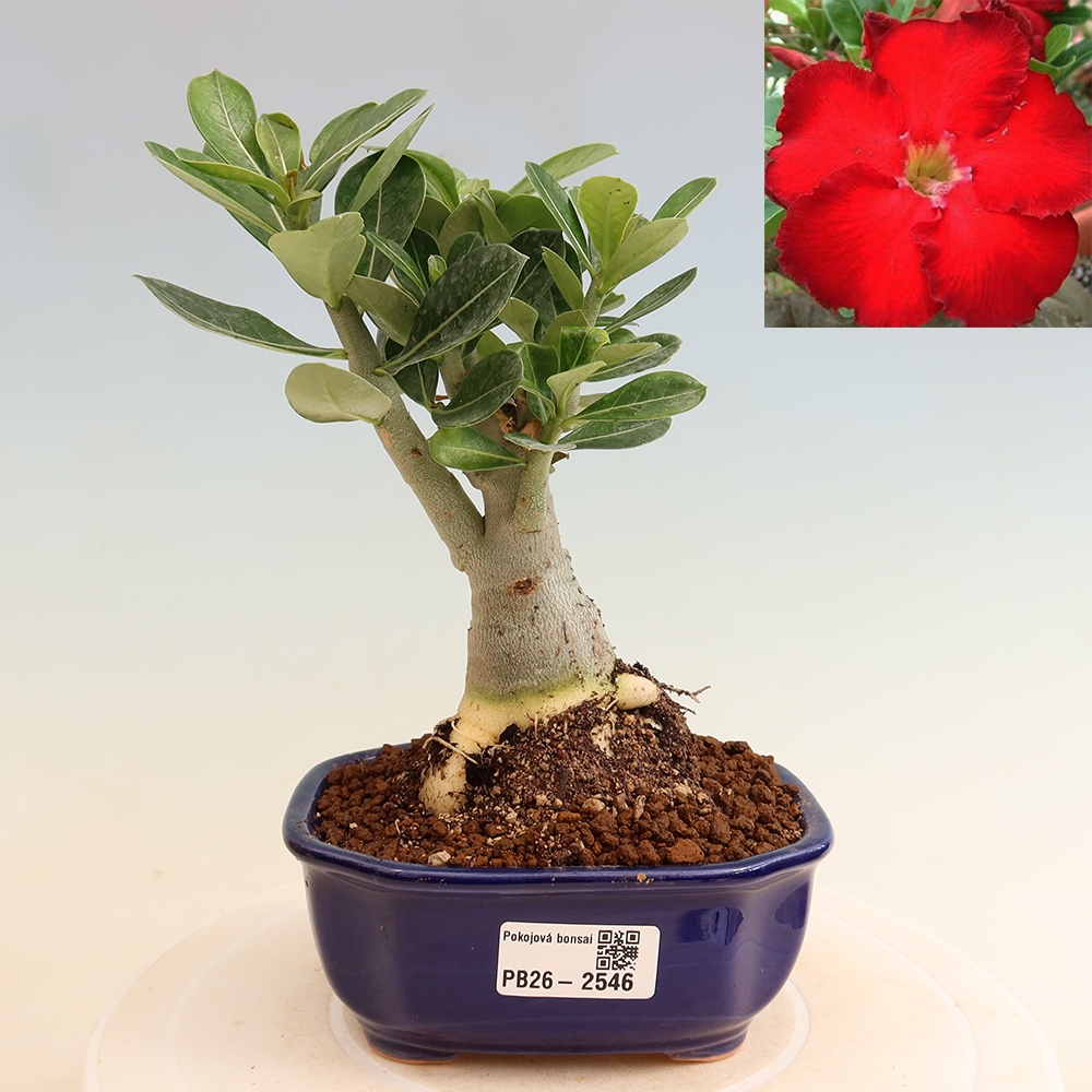 Szobabonsai – Adenium obesum Red Star – Sivatagi rózsa
