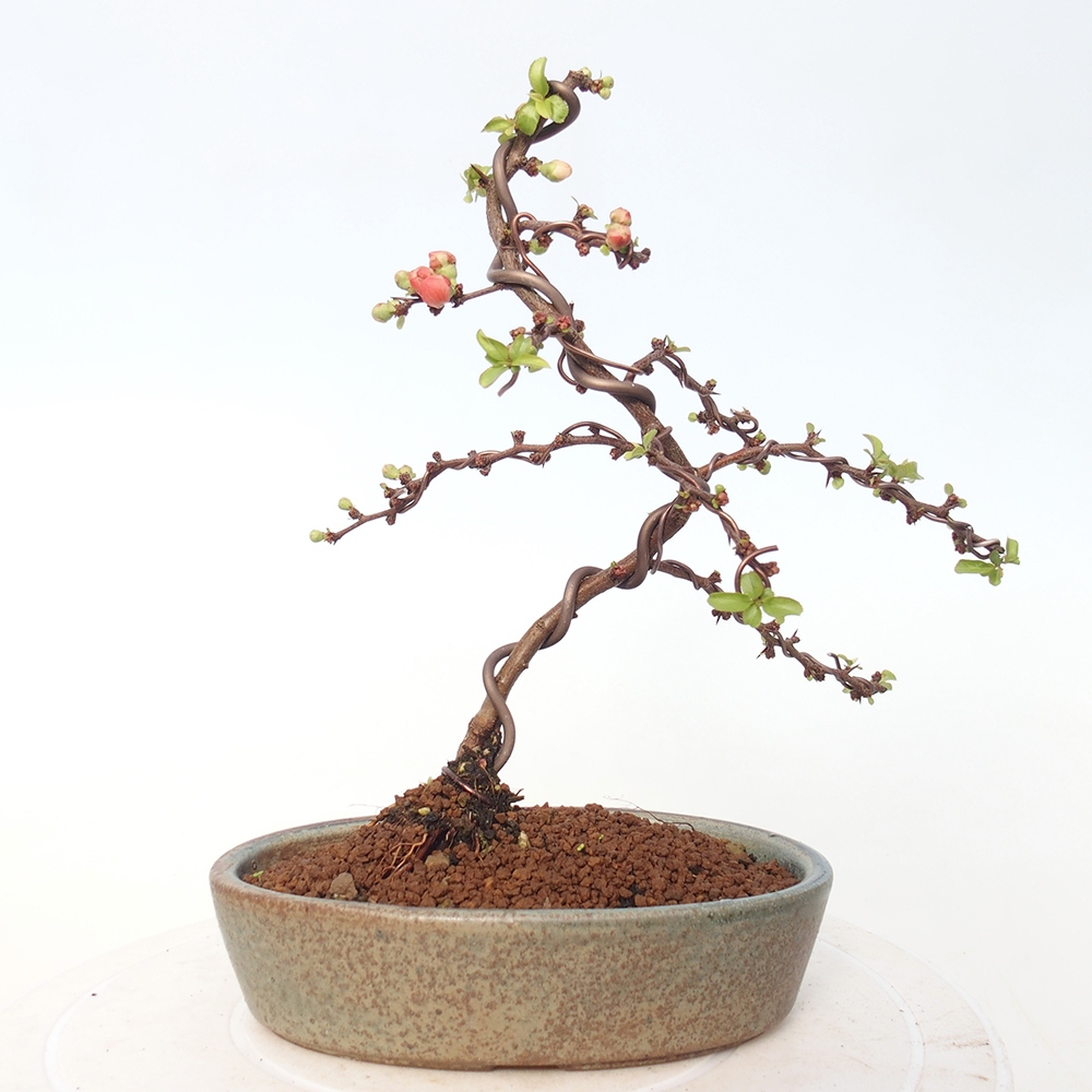 Kültéri bonsai - Chaneomeles s. Red Joy - birs