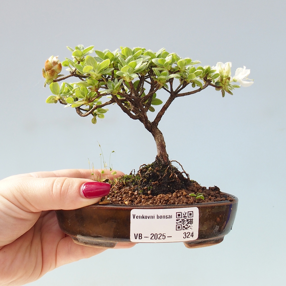 Kültéri bonsai - Rhododendron indicum - japán azálea