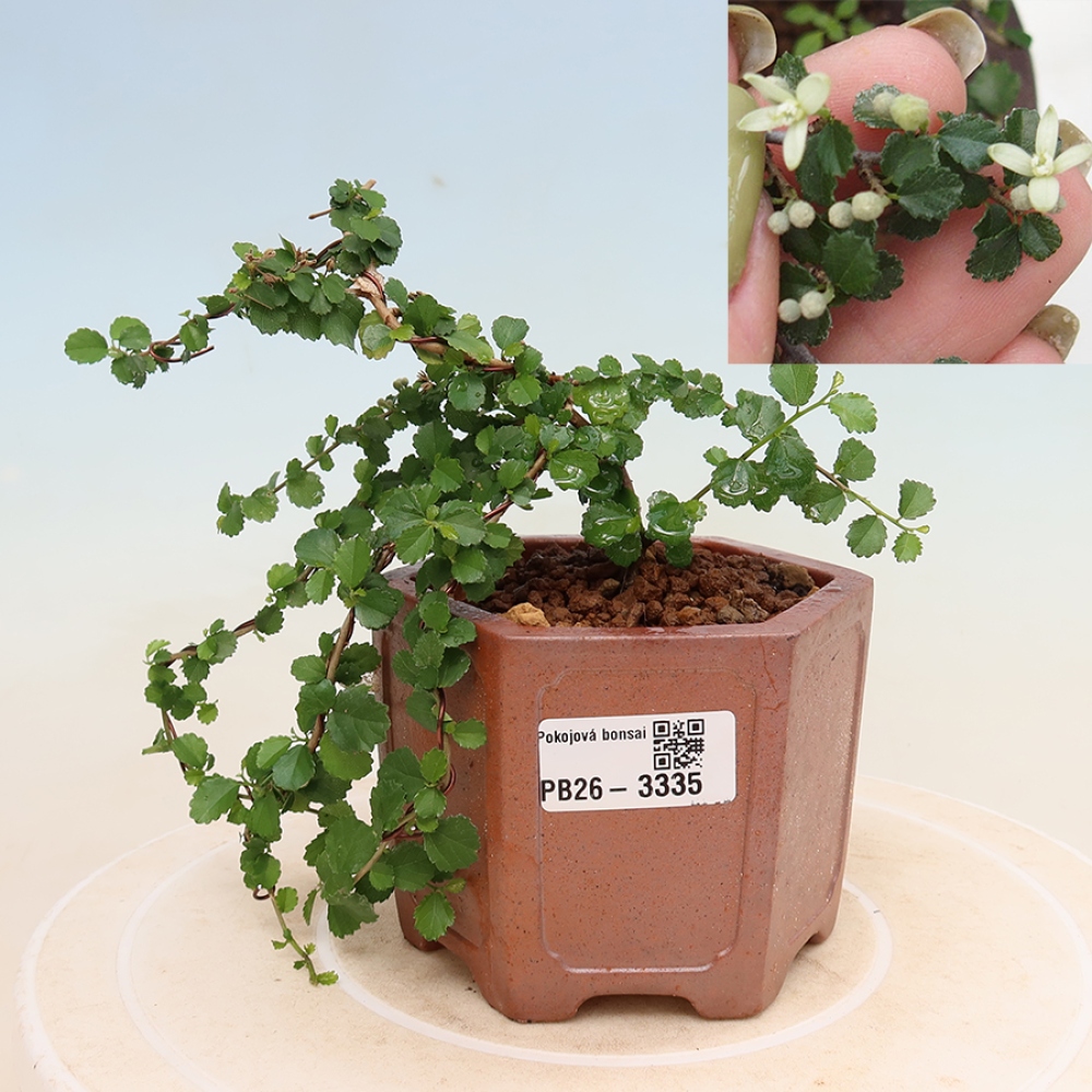 Szobai bonsai - Grewia sp. - Grewia malafolia