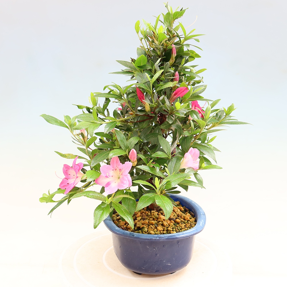 Kültéri bonsai - Japán azálea - Azalea Reiko