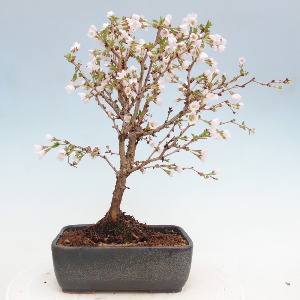 Kültéri bonsai - Prunus incisa Kojou-no mai-Plivon kivágva