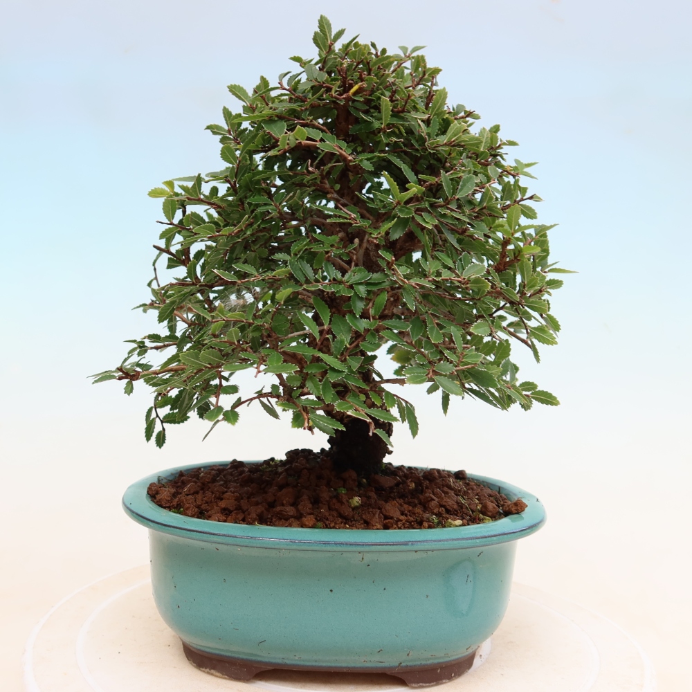 Kültéri bonsai - Zelkova - Zelkova NIRE