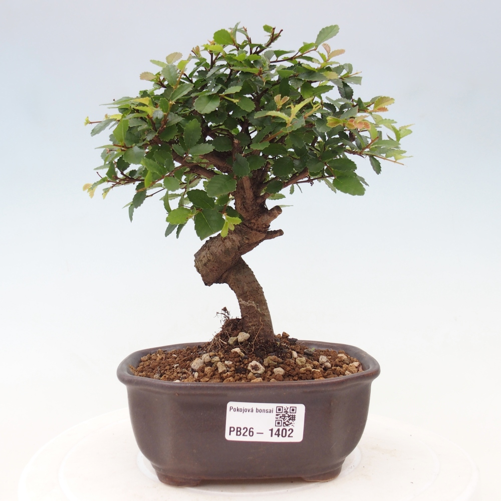Szobai bonsai - Ulmus parvifolia - Kislevelű szilfa