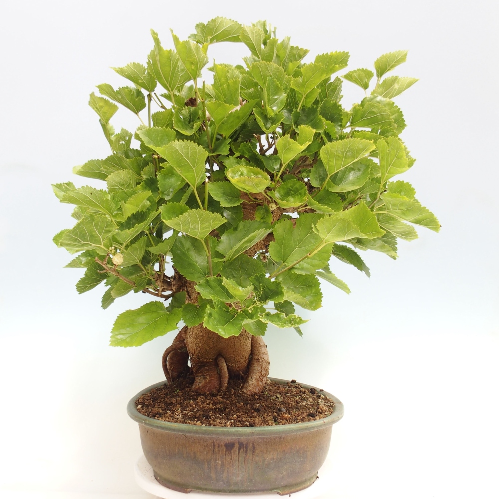 Kültéri bonsai -Morus alba - eperfa