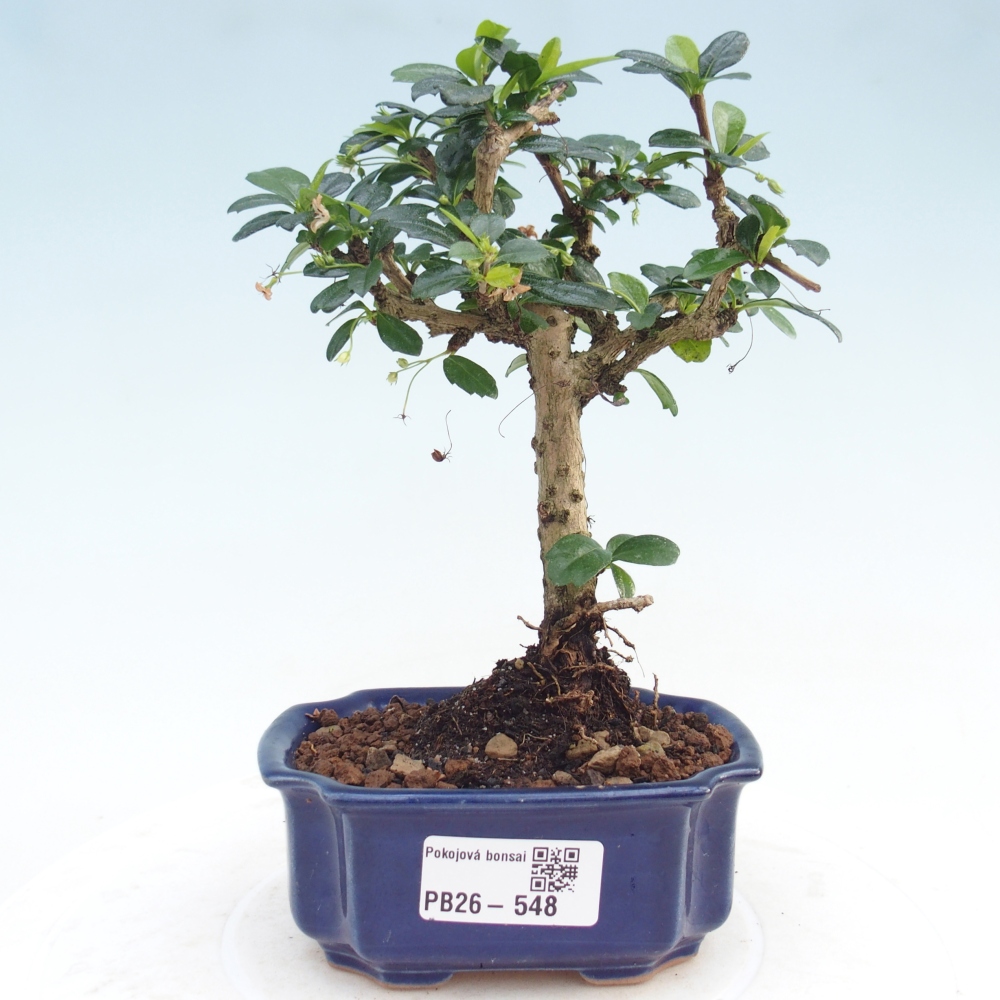 Szobai bonsai - Carmona macrophylla - Tea fuki