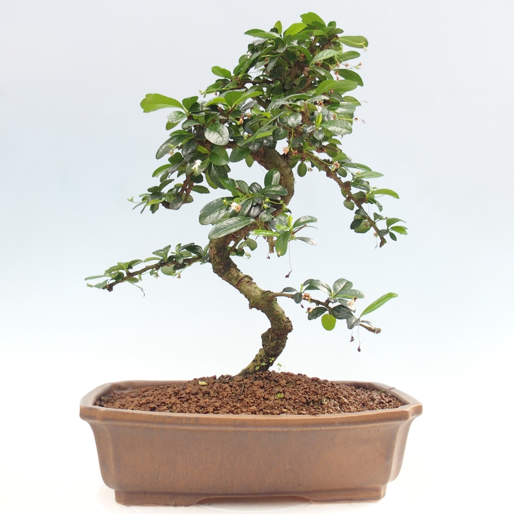 Szobai bonsai - Carmona macrophylla - Tea fuki