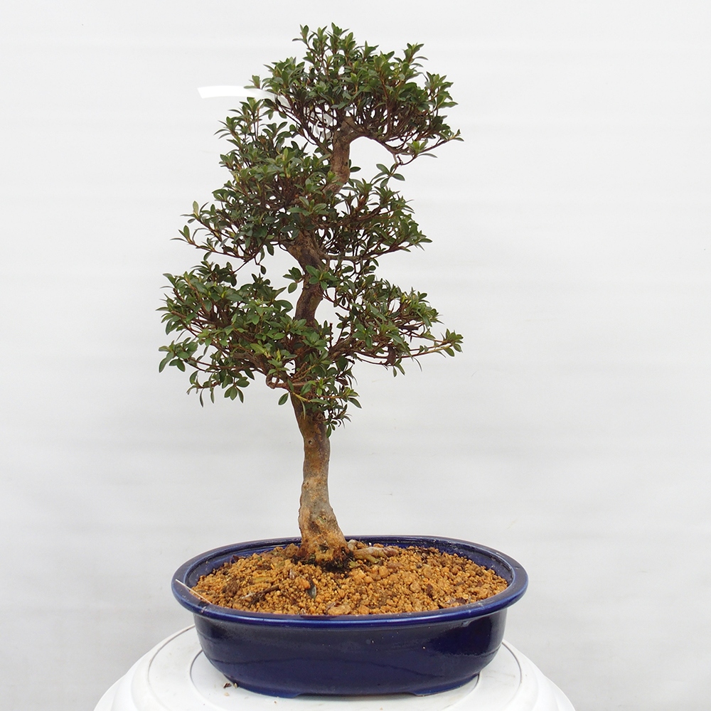 Kültéri bonsai - Japán azálea - Azalea Hanatsuzuri