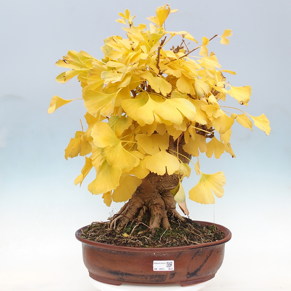Kültéri bonsai - Ginkgo biloba - Ginkgo biloba