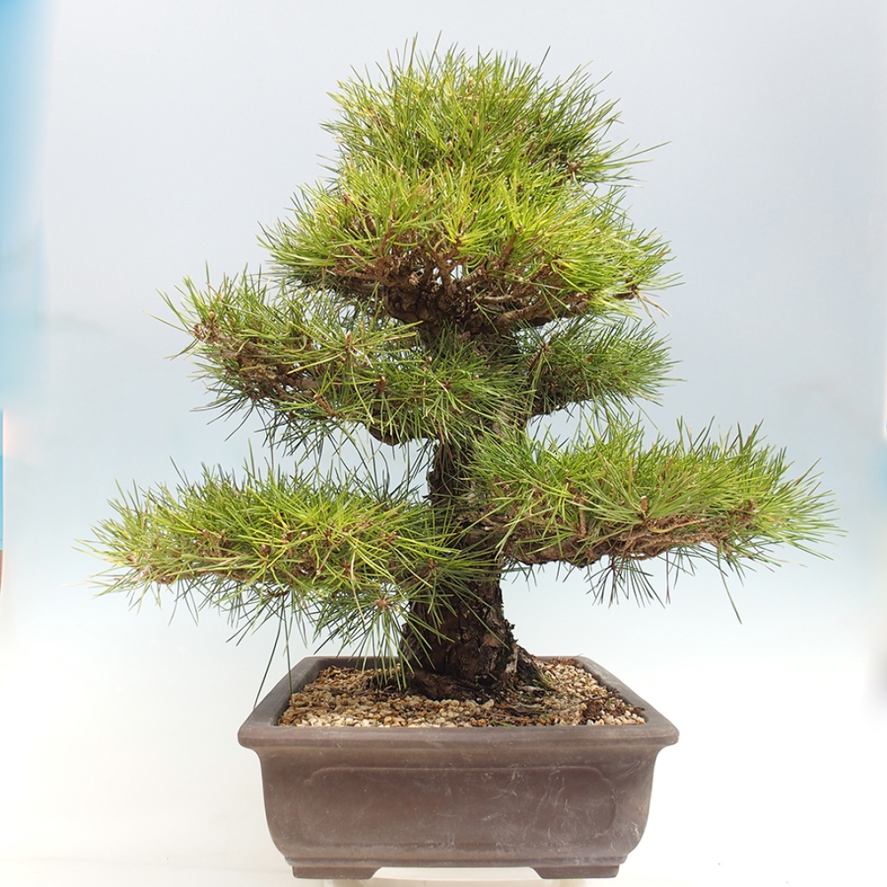 Kültéri bonsai - Pinus thunbergii - Thunberg fenyő