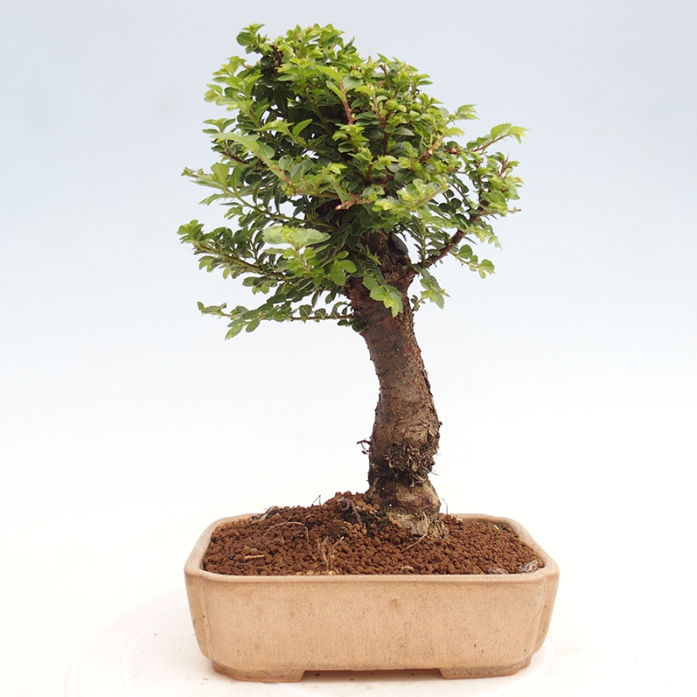 Kültéri bonsai - Ulmus parvifolia Hokkaido - Kínai szil - Ulmus parvifolia Hokkaido