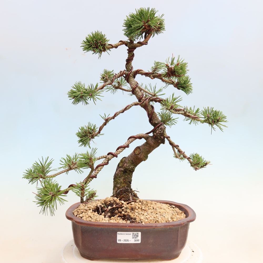 Kültéri bonsai – Pinus mugo Humpy – Törpefenyő
