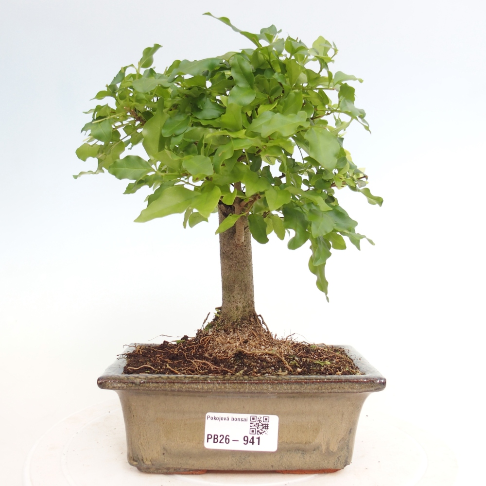Szobai bonsai -Ligustrum chinensis - Madárcsőr