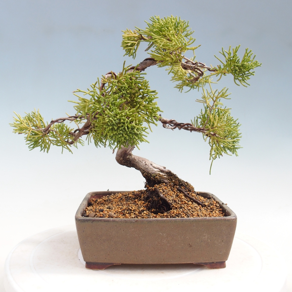 Kültéri bonsai - Juniperus chinensis Kishu