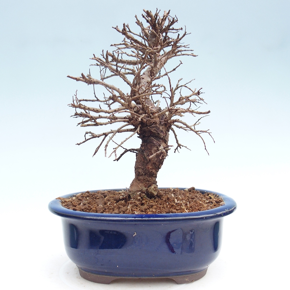 Kültéri bonsai - Zelkova - Zelkova NIRE