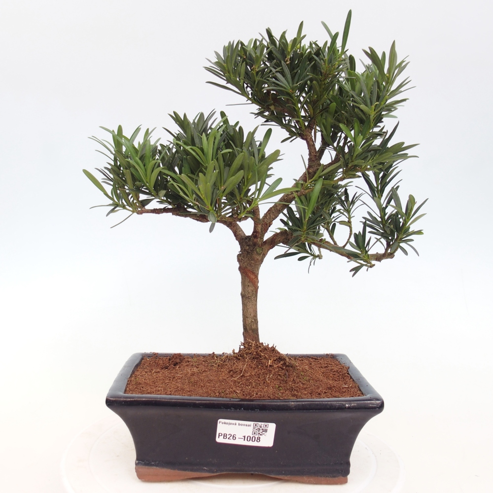 Szobai bonsai - Podocarpus - Kőtiszafa