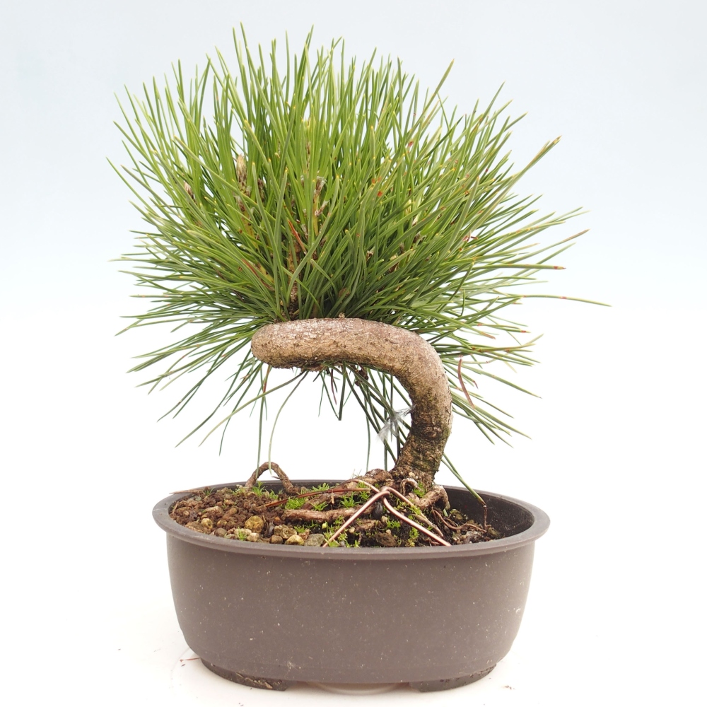 Kültéri bonsai - Pinus thunbergii - Thunberg fenyő