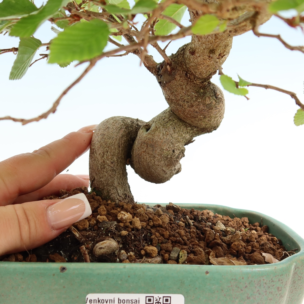 Kültéri bonsai -Carpinus Coreana - Koreai gyertyánfa