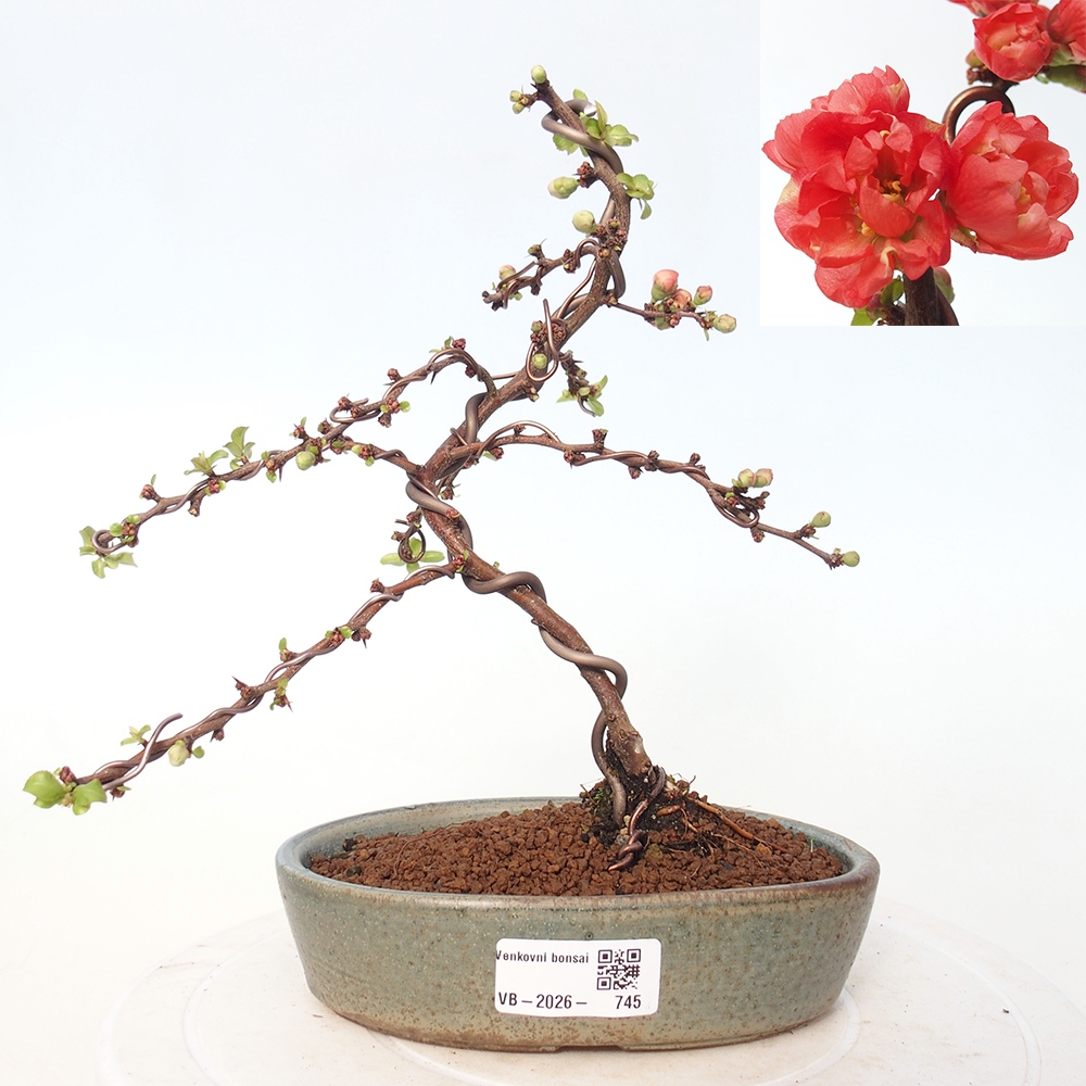 Kültéri bonsai - Chaneomeles s. Red Joy - birs