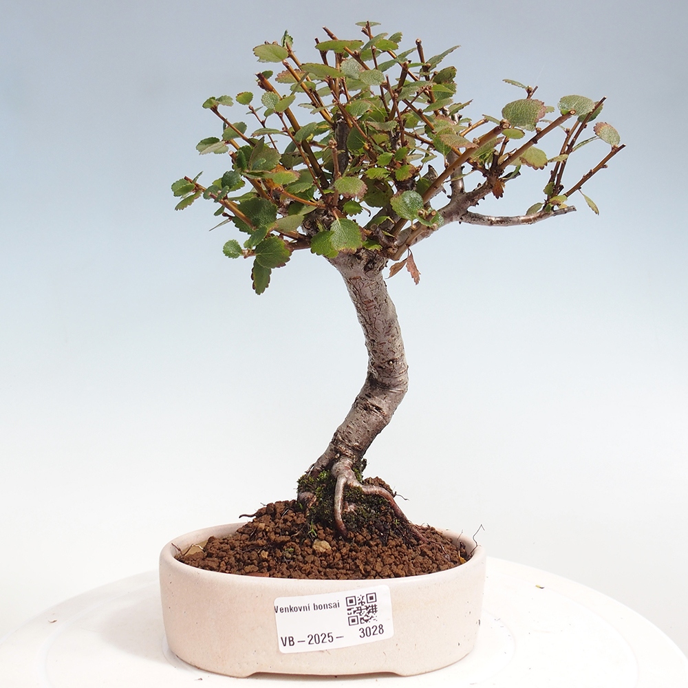 Kültéri bonsai - nyírfa - Betula NANA