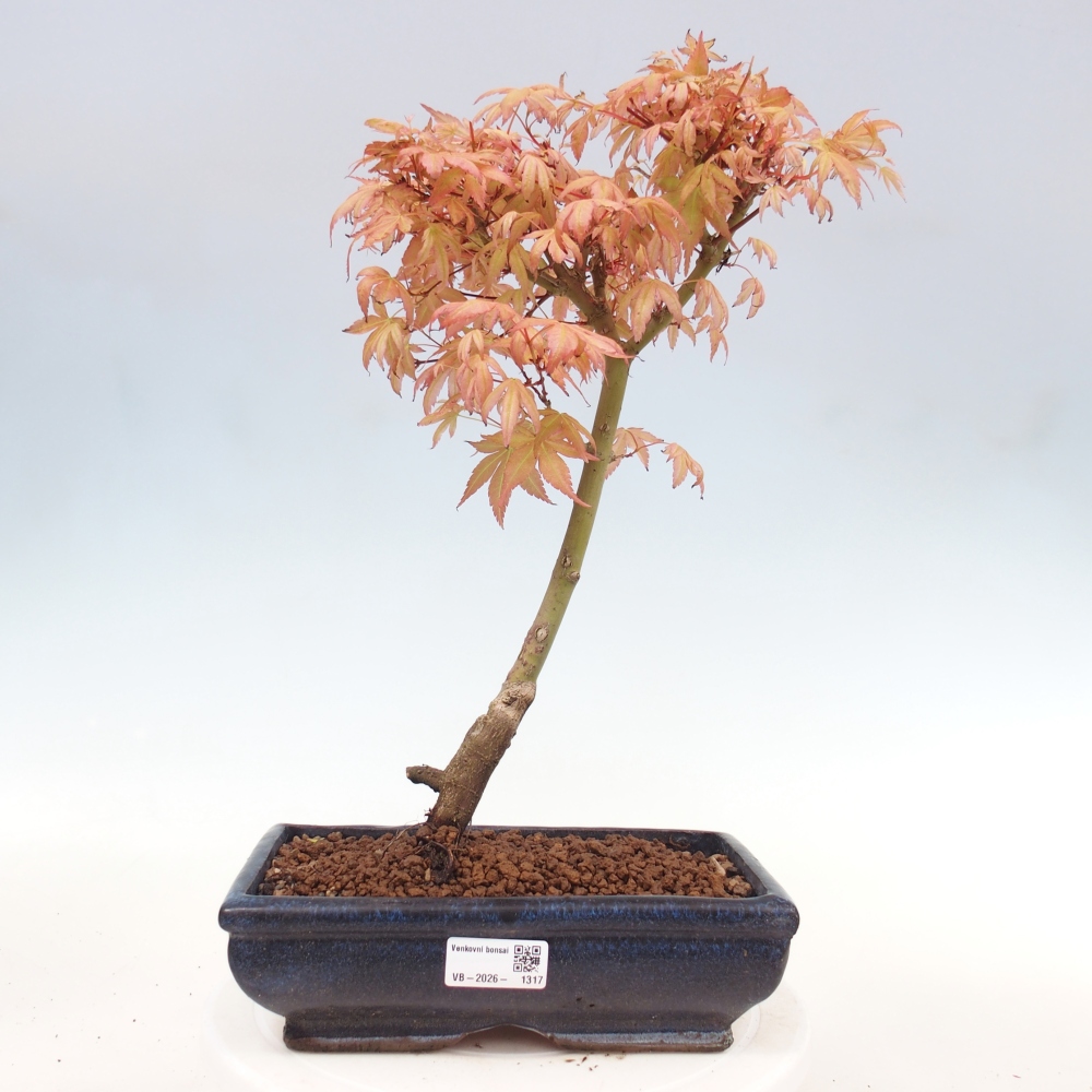 Juhar - Acer palmatum Beni Tsukasa