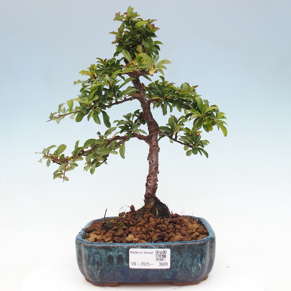 Kültéri bonsai-Pyracantha Teton - Hlox