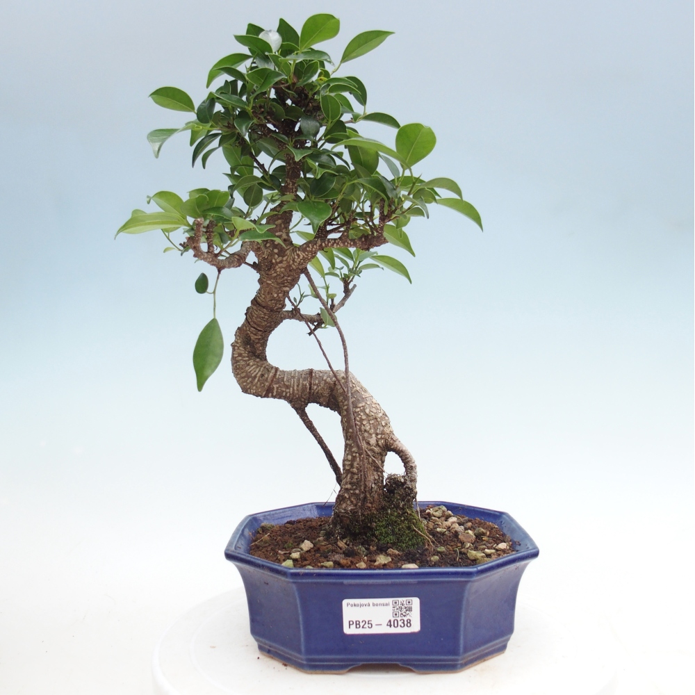Szobai bonsai - Ficus retusa - kislevelű fikusz