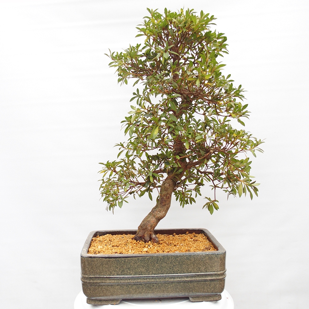 Kültéri bonsai - Japán azálea - Azalea satsuki