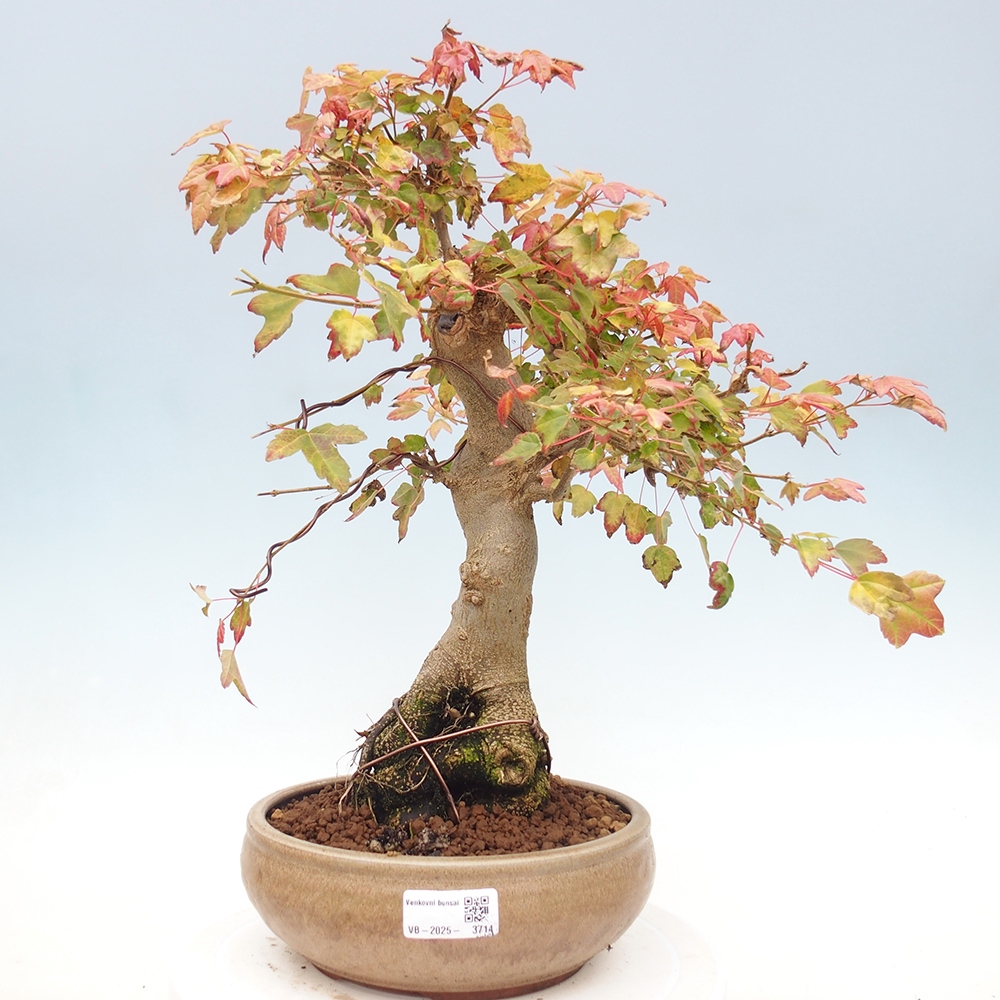 Kültéri bonsai - Acer Buergerianum - Burger juhar
