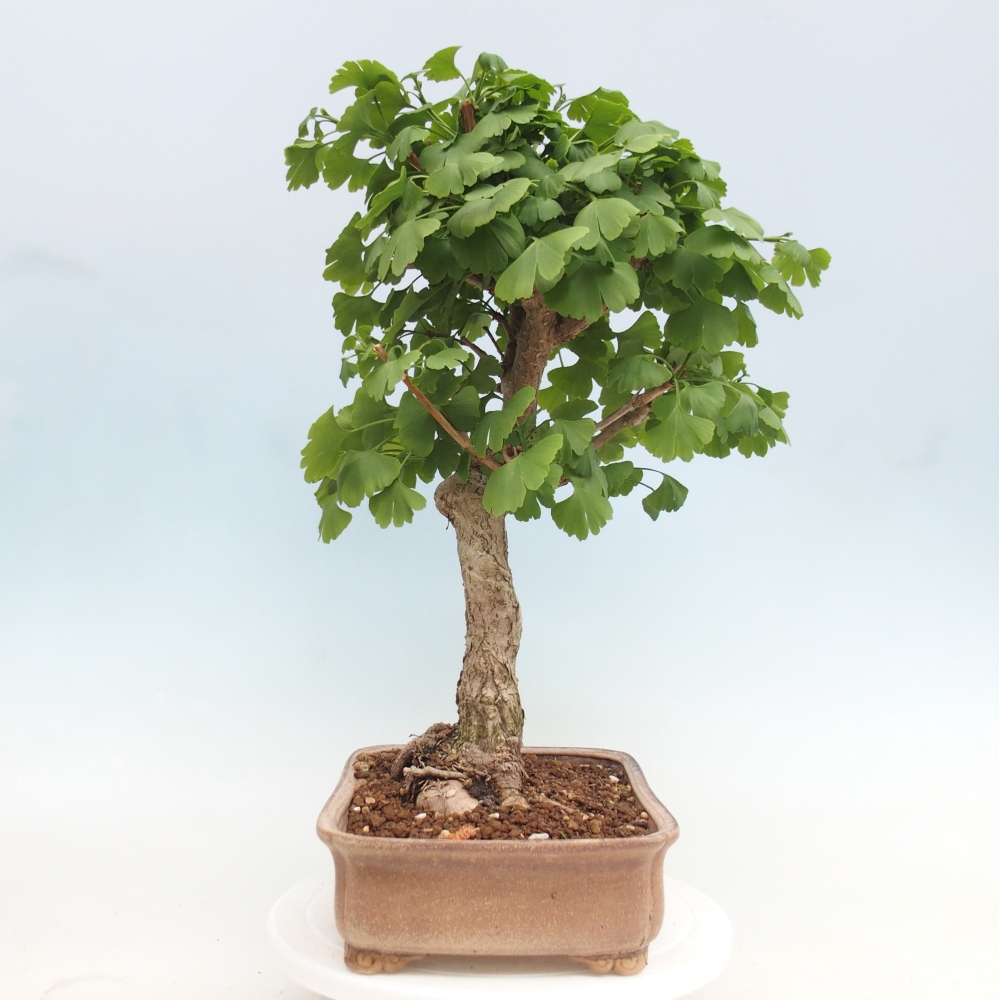 Kültéri bonsai - Ginkgo biloba - Ginkgo biloba