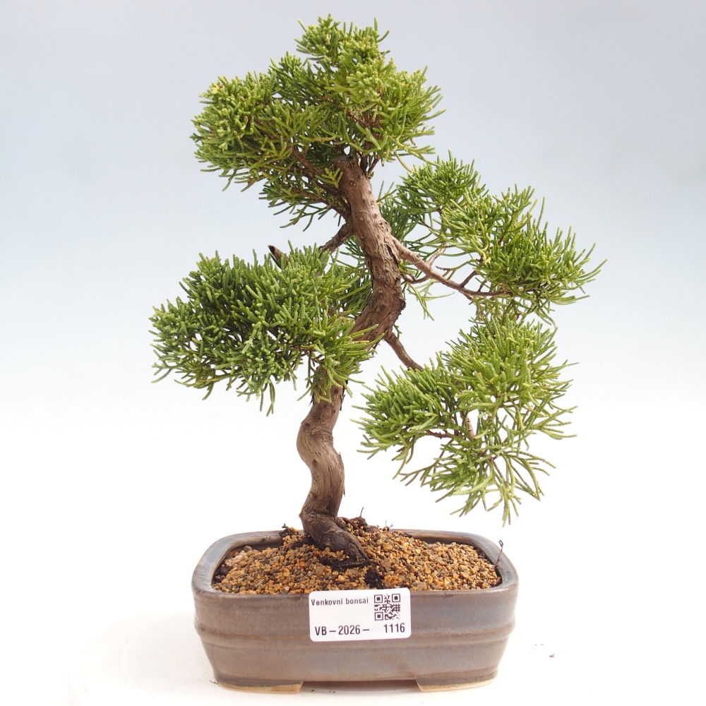 Kültéri bonsai - Juniperus chinensis Kishu