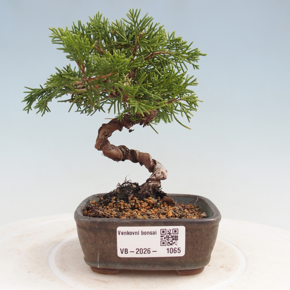 Kültéri bonsai - Juniperus chinensis Kishu