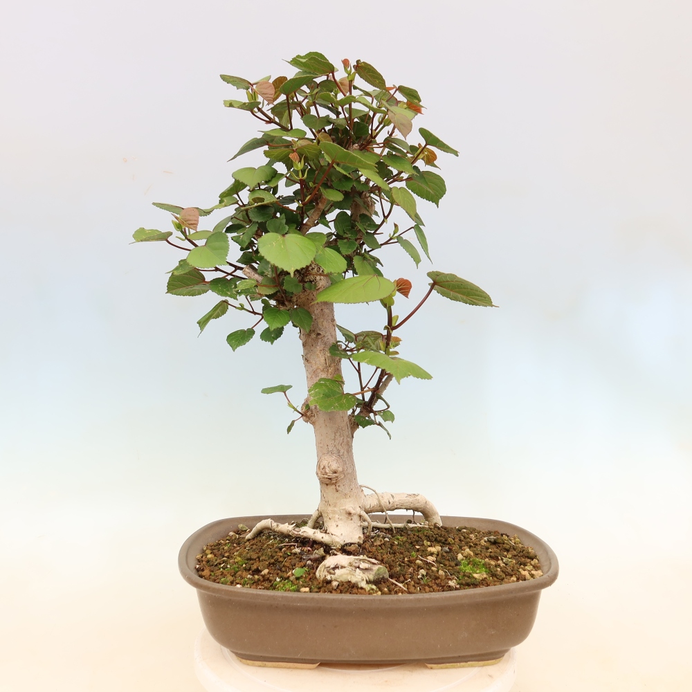 Beltéri bonsai - Hibiscus tiliaceus - tengeri hibiszkusz