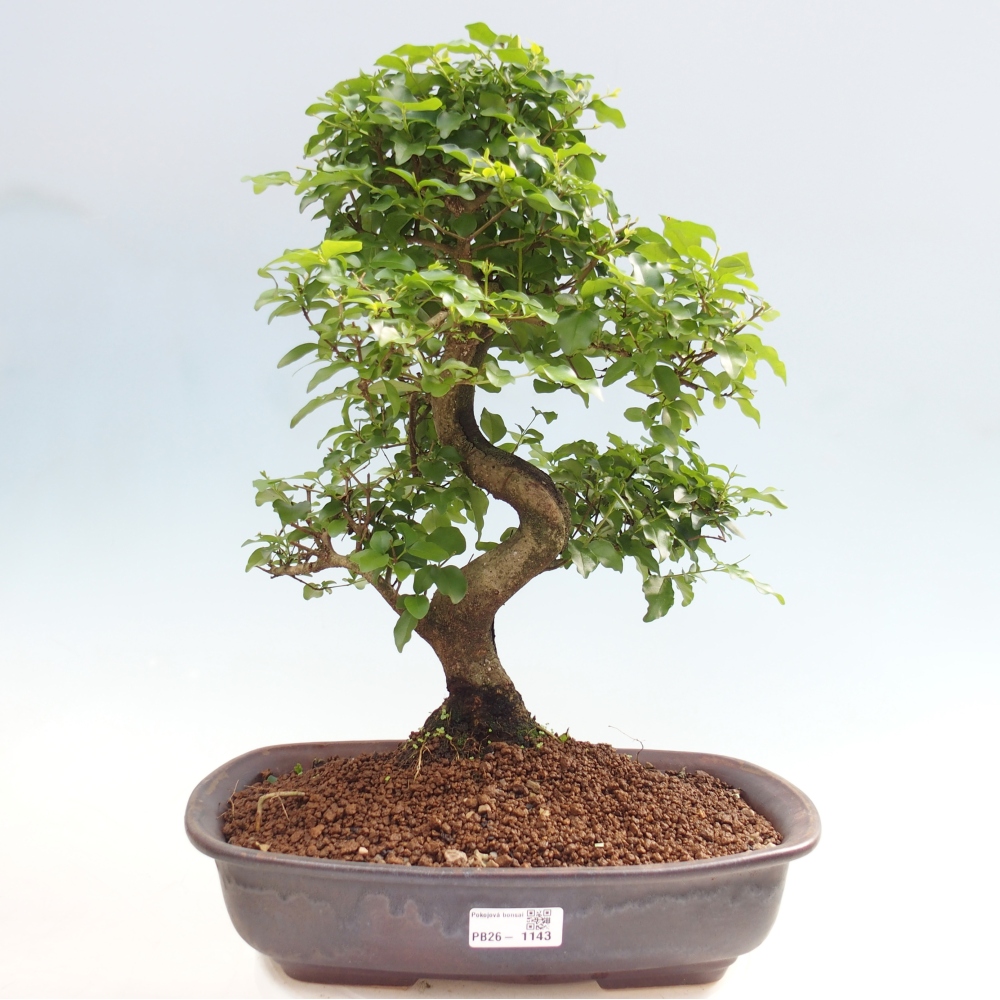Szobai bonsai -Ligustrum chinensis - Madárcsőr