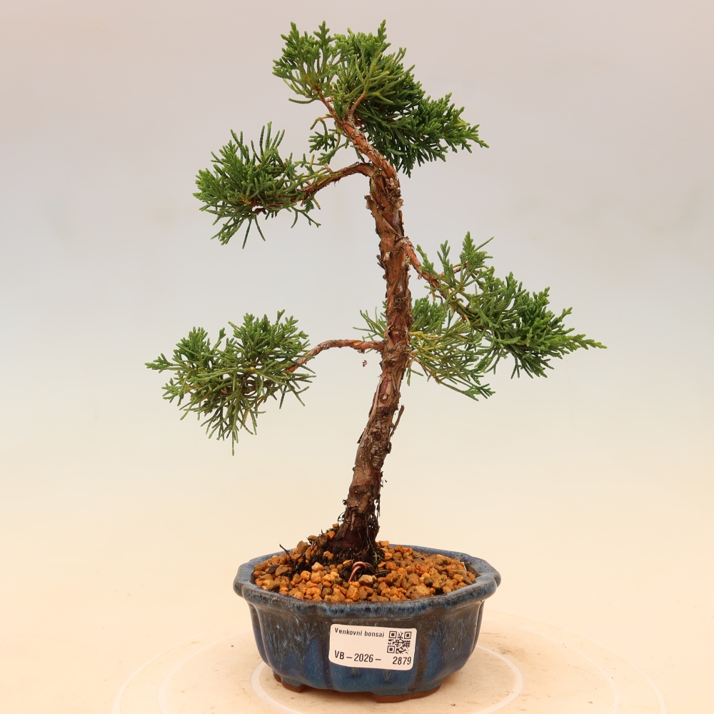 Kültéri bonsai - Juniperus chinensis Kishu