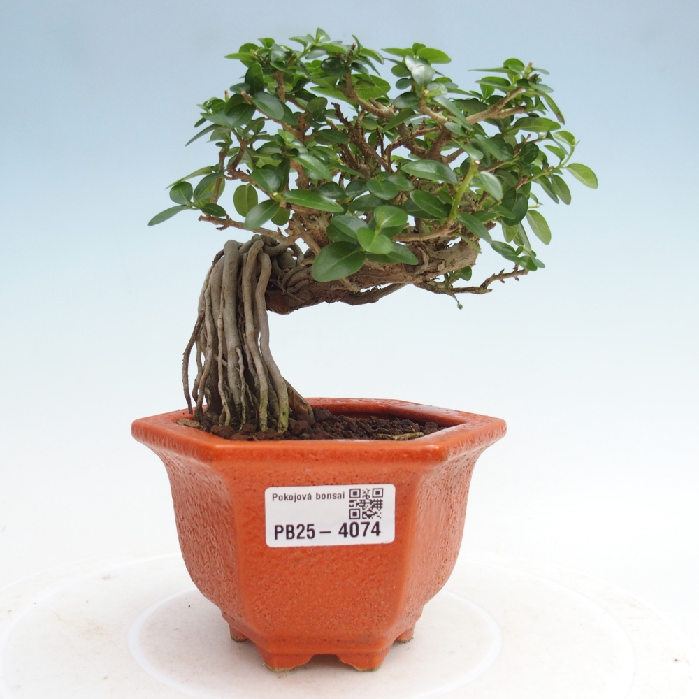 Beltéri bonsai - Premna serratifolia - Kozlovna malolista