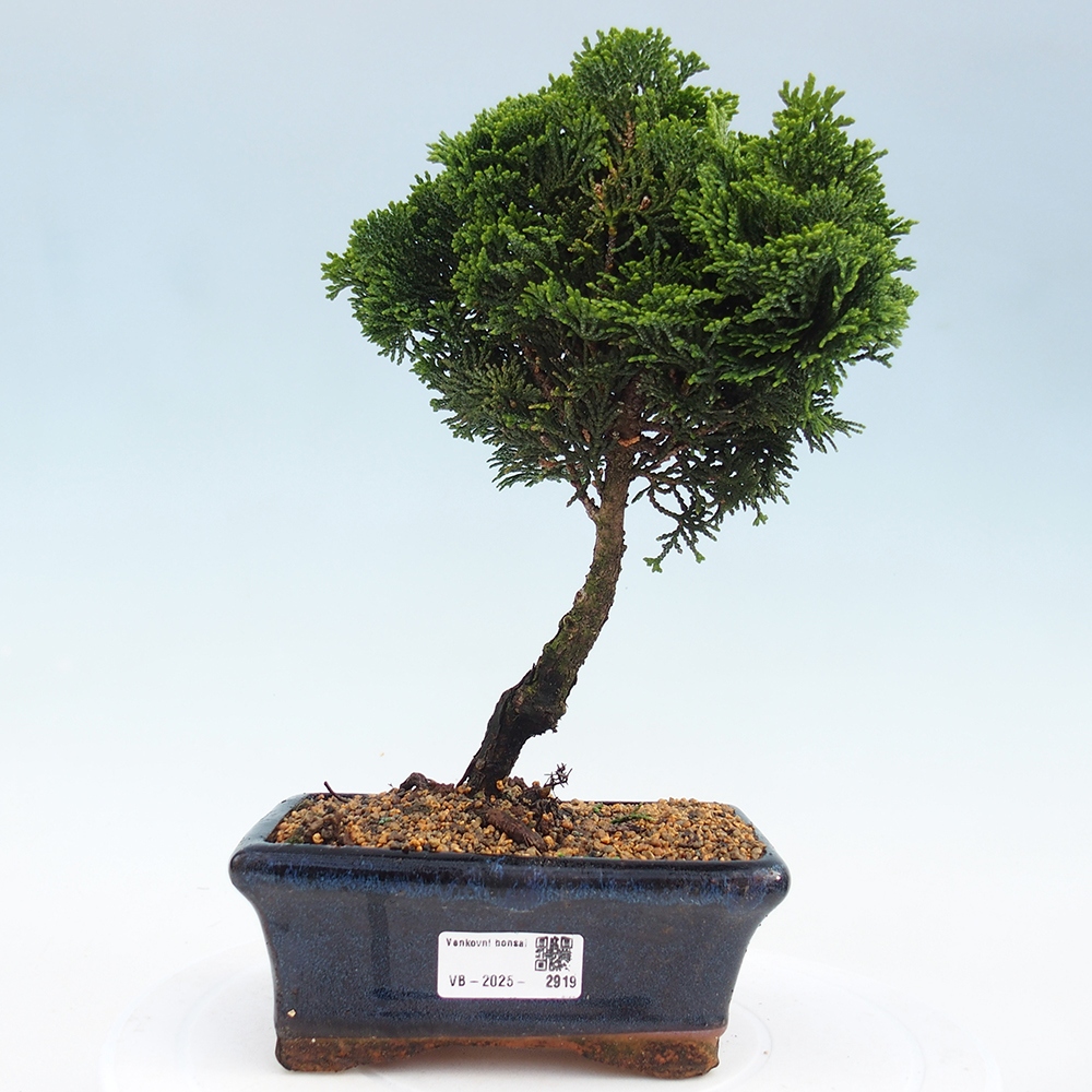 Kültéri bonsai - Cham.pis obtusa Nana Gracilis - ciprus