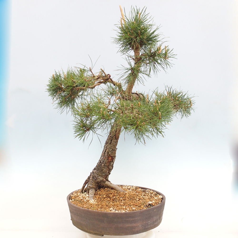 Kültéri bonsai - Pinus thunbergii - Thunberg fenyő