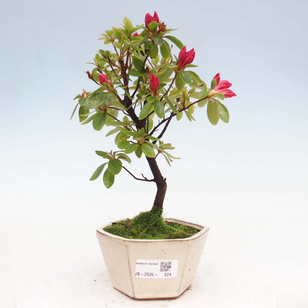 Kültéri bonsai - japán azálea - Azalea sp.