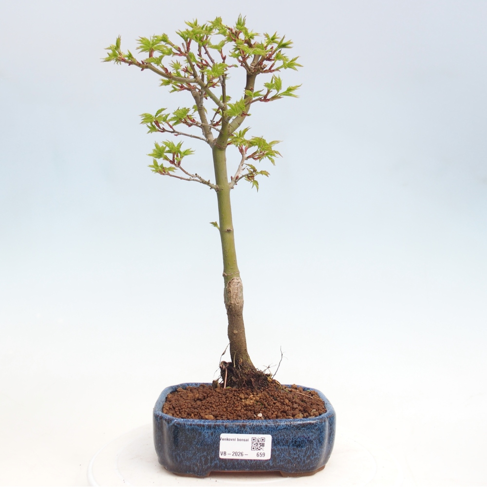 Kültéri bonsai -Javor pálma Acer palmatum Shishigashira