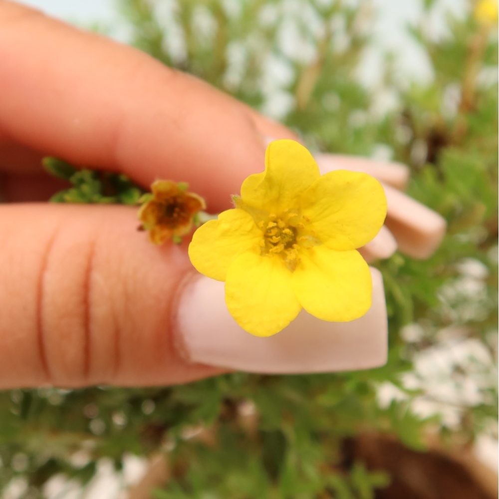 Kültéri bonsai – bokros potentilla – Potentilla fruticosa Goldkissen