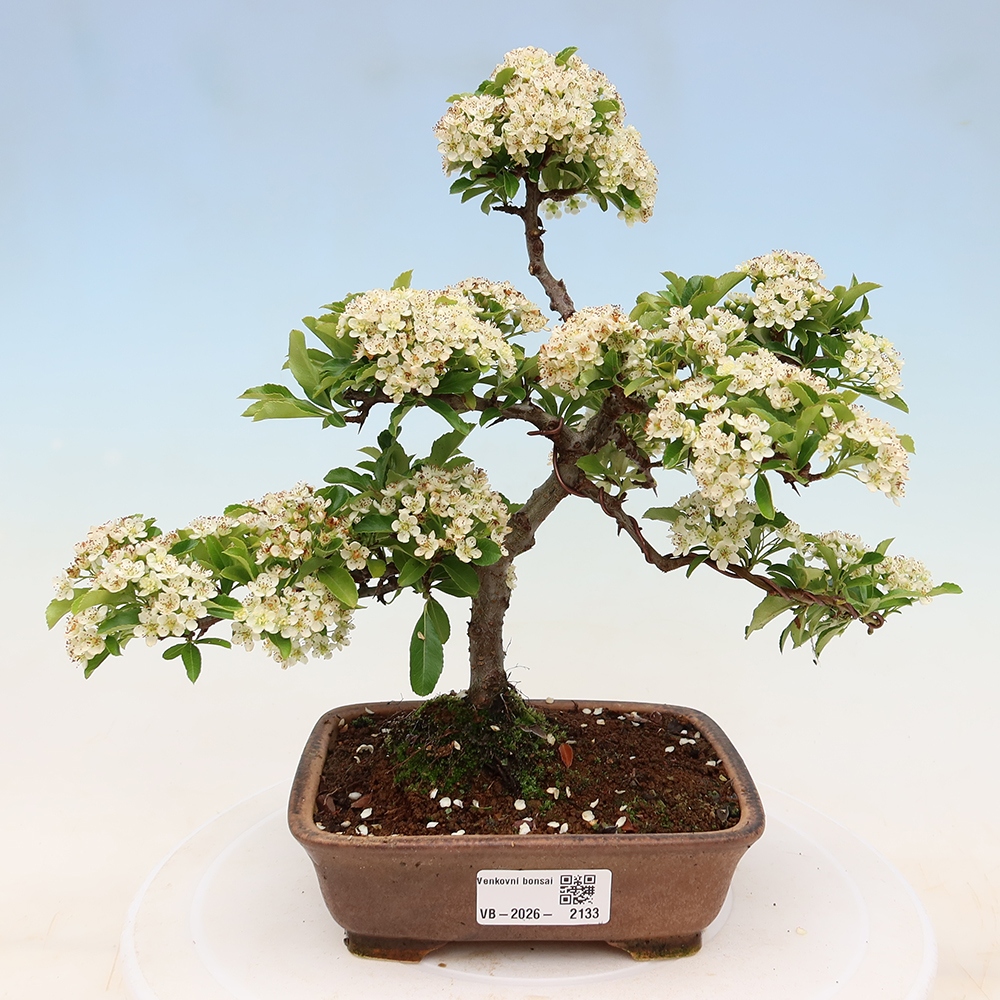 Kültéri bonsai – Pyracantha teton – Vörös tűszem