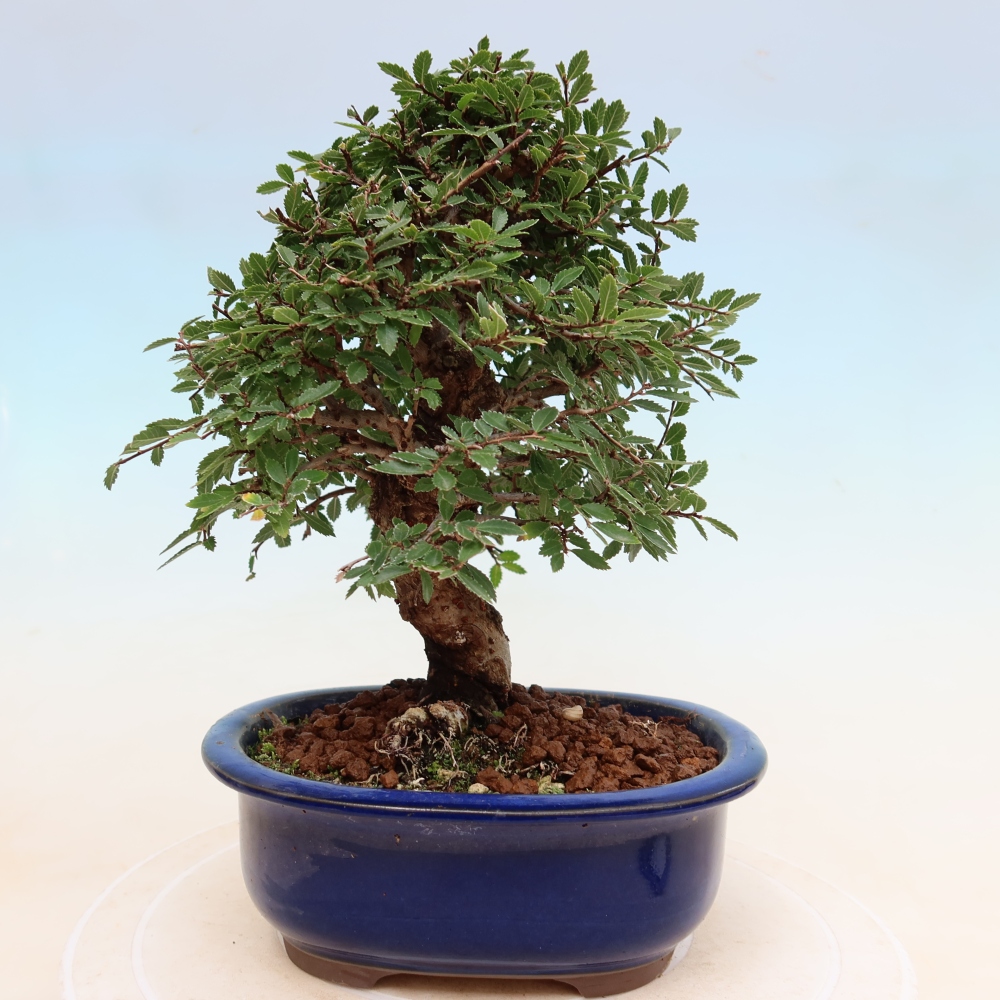 Kültéri bonsai - Zelkova - Zelkova NIRE