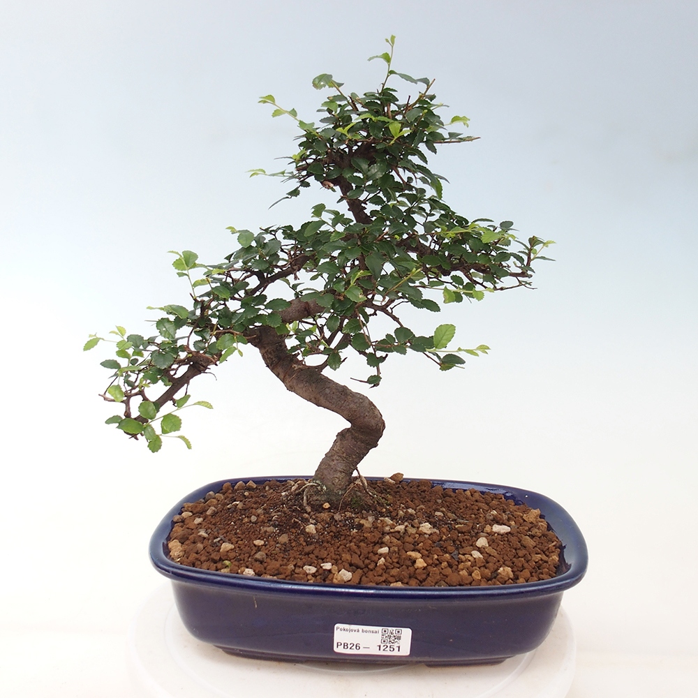 Szobai bonsai - Ulmus parvifolia - Kislevelű szilfa