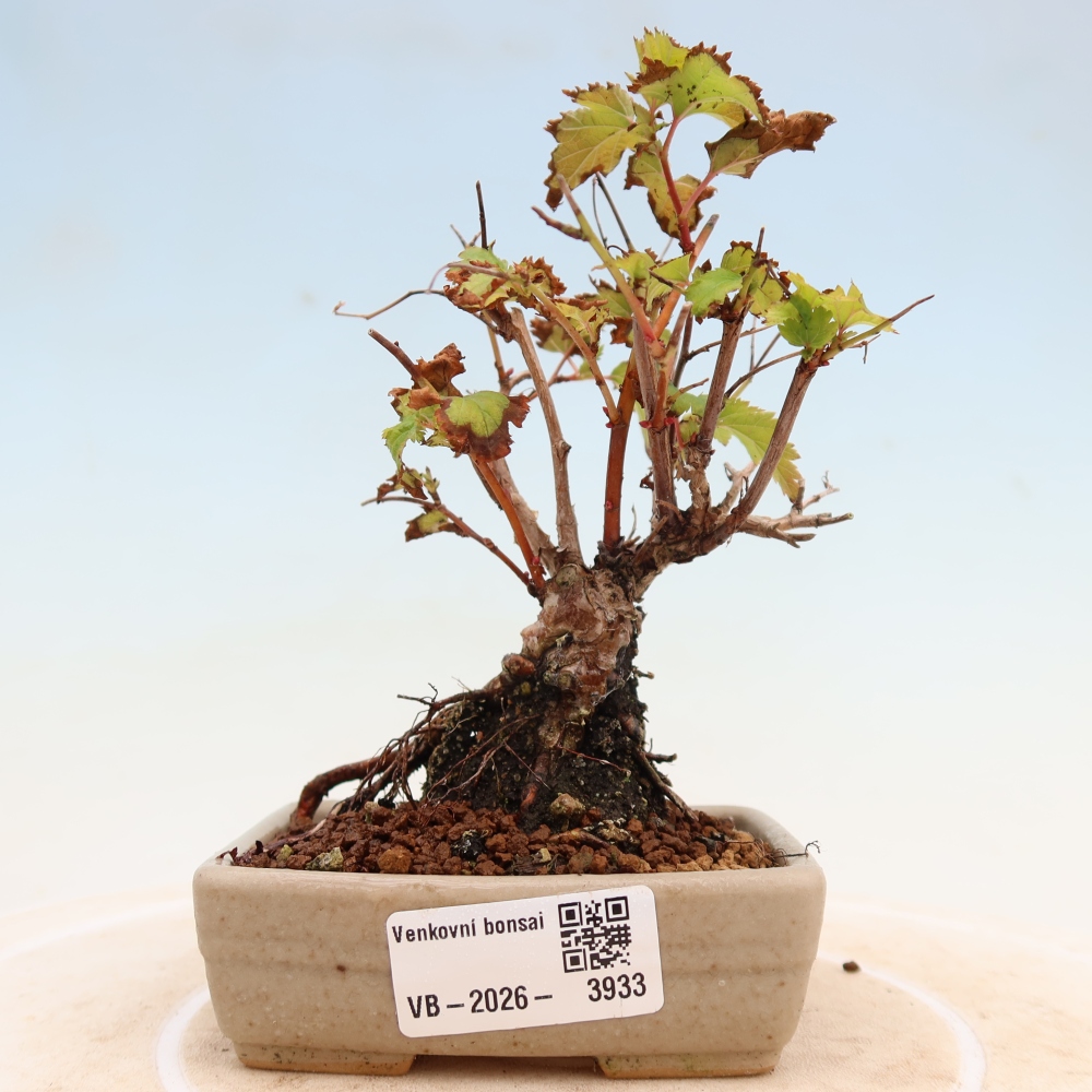 Kültéri bonsai – Stephanandra incisa – Hajlított koronás