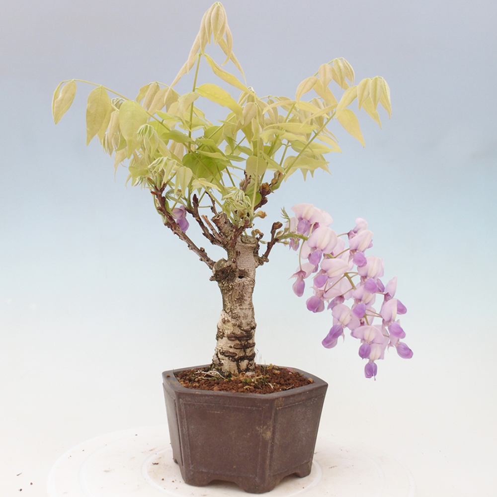 Kültéri bonsai - Wisteria floribunda