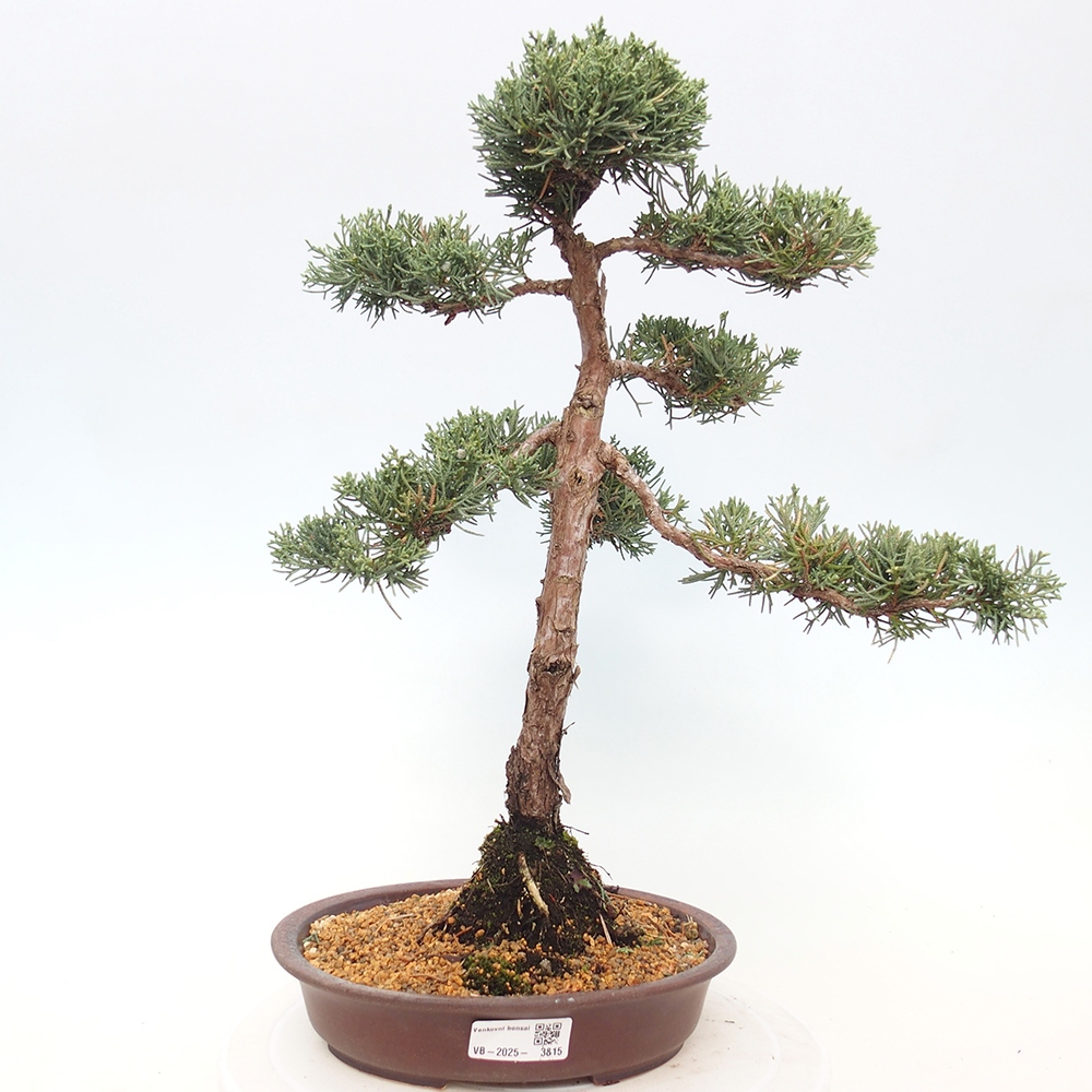 Kültéri bonsai - Juniperus chinensis Kishu