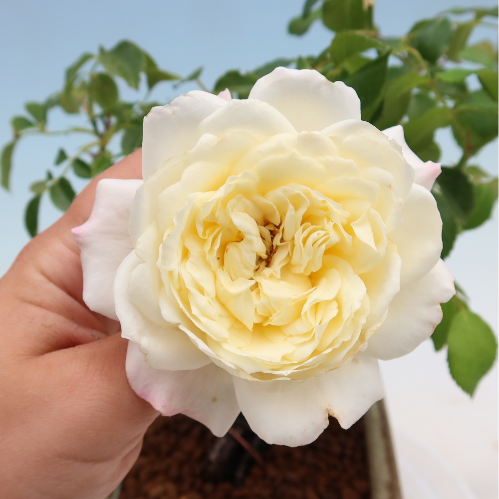 Kültéri bonsai - Rosa Kordes - rózsa
