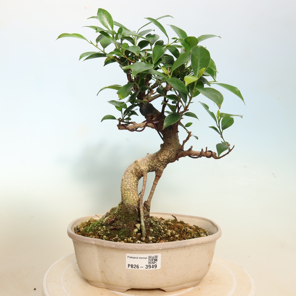 Szobai bonsai - Ficus kimmen - kislevelű fikusz