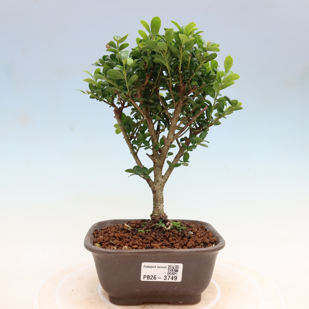 Szobai bonsai - Ilex crenata - Holly